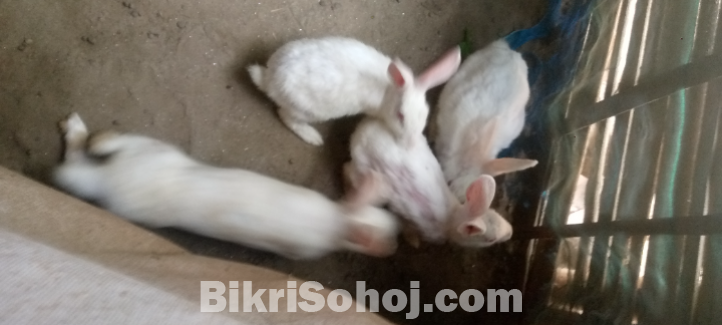 খোরগজ